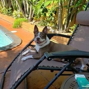 Meet your Posher, Ginger